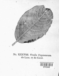Melampsora caprearum image